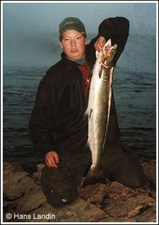 F&aring;ngst fr&aring;n Kalix&auml;lven vid Jockfall