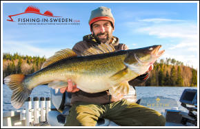 Big pikeperch from Fishing in Sweden