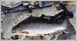 Havs&ouml;ring fr&aring;n &Ouml;land