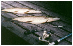 Pike fishing at Camp Munkeberg