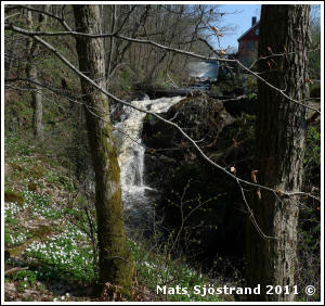 Fallet vid Stora M&ouml;lla (Sk&aring;nes h&ouml;gsta vattenfall)