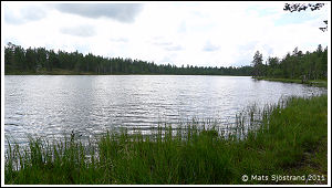 Ormabborrtj&auml;rn