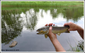 Fin V&auml;nne&aring;&ouml;ring, vid Nore Kvarn, f&aring;ngad av Anders Hansson 2013