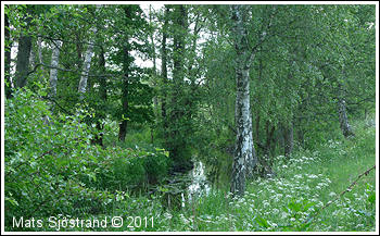 Vege&aring;n vid Jordberga/&Ouml;sterg&aring;rd