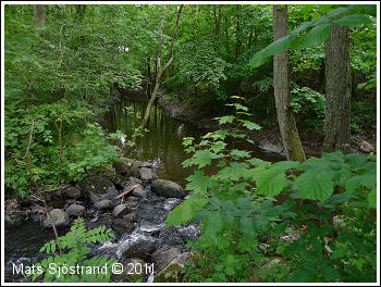 Vid Hallab&auml;ckens utlopp i Vege&aring;n, &Aring;varp